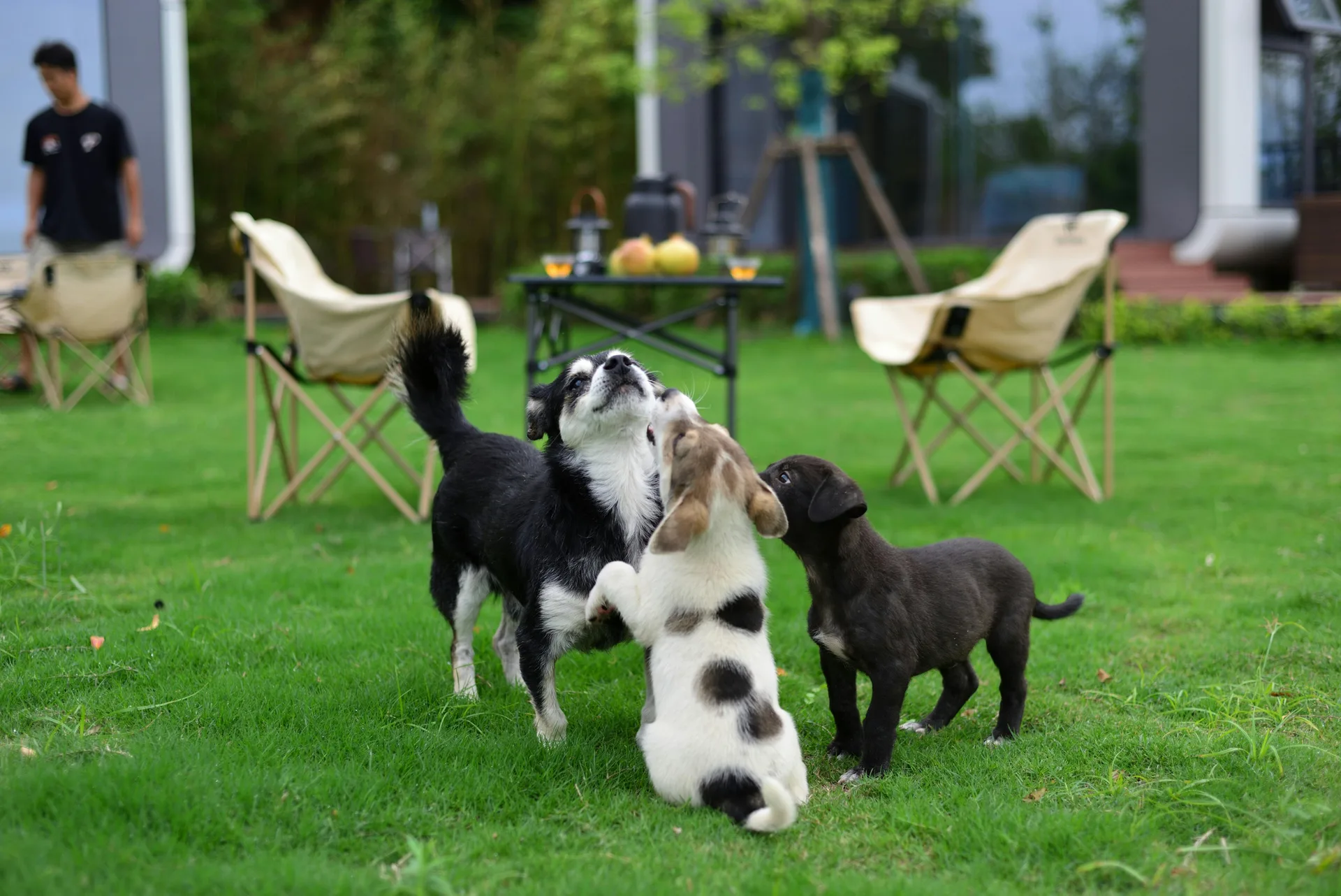 Pets Welcomed villa category